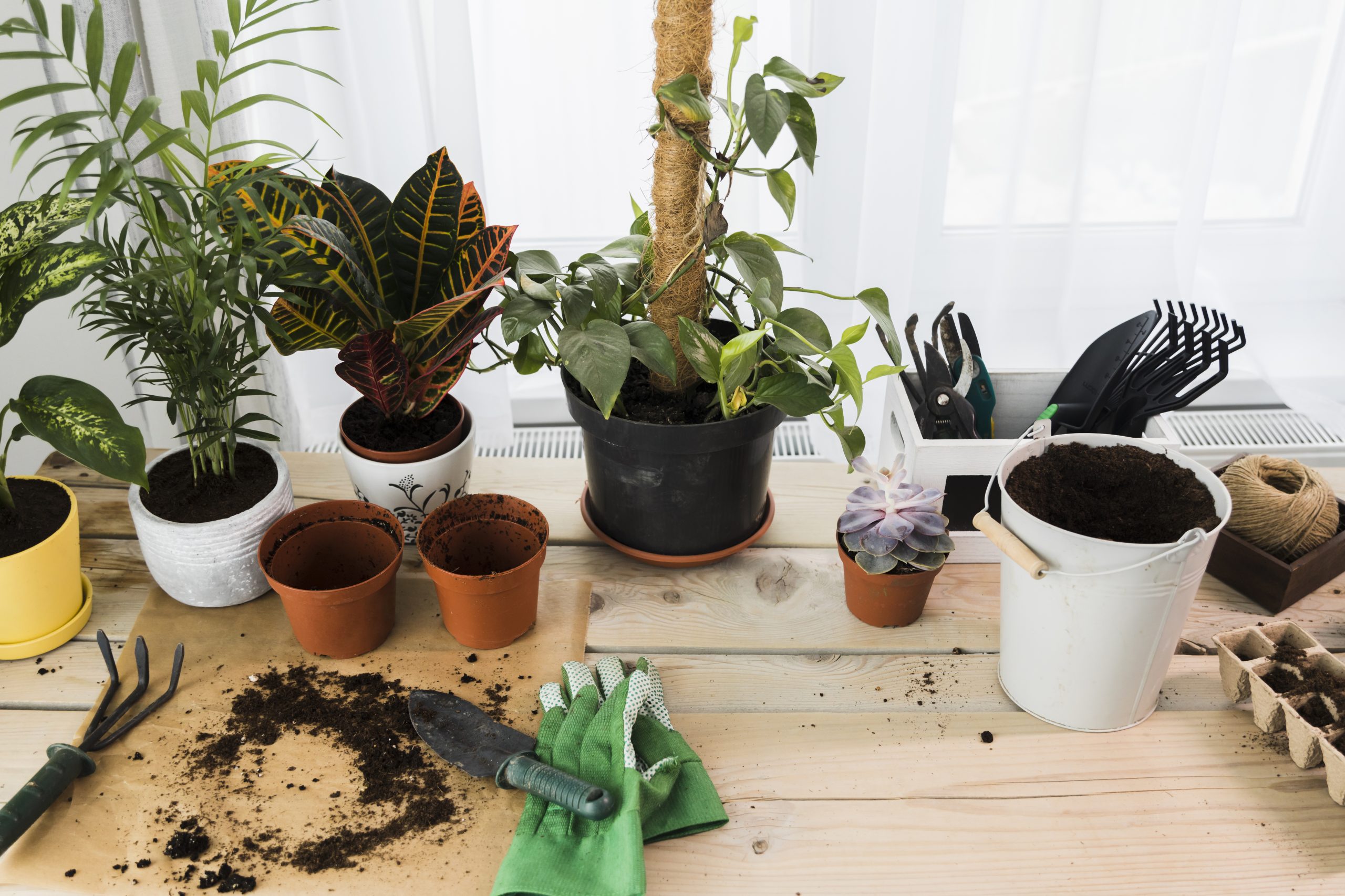 Tipos de abonos para plantas: caseros, orgánicos y químicos