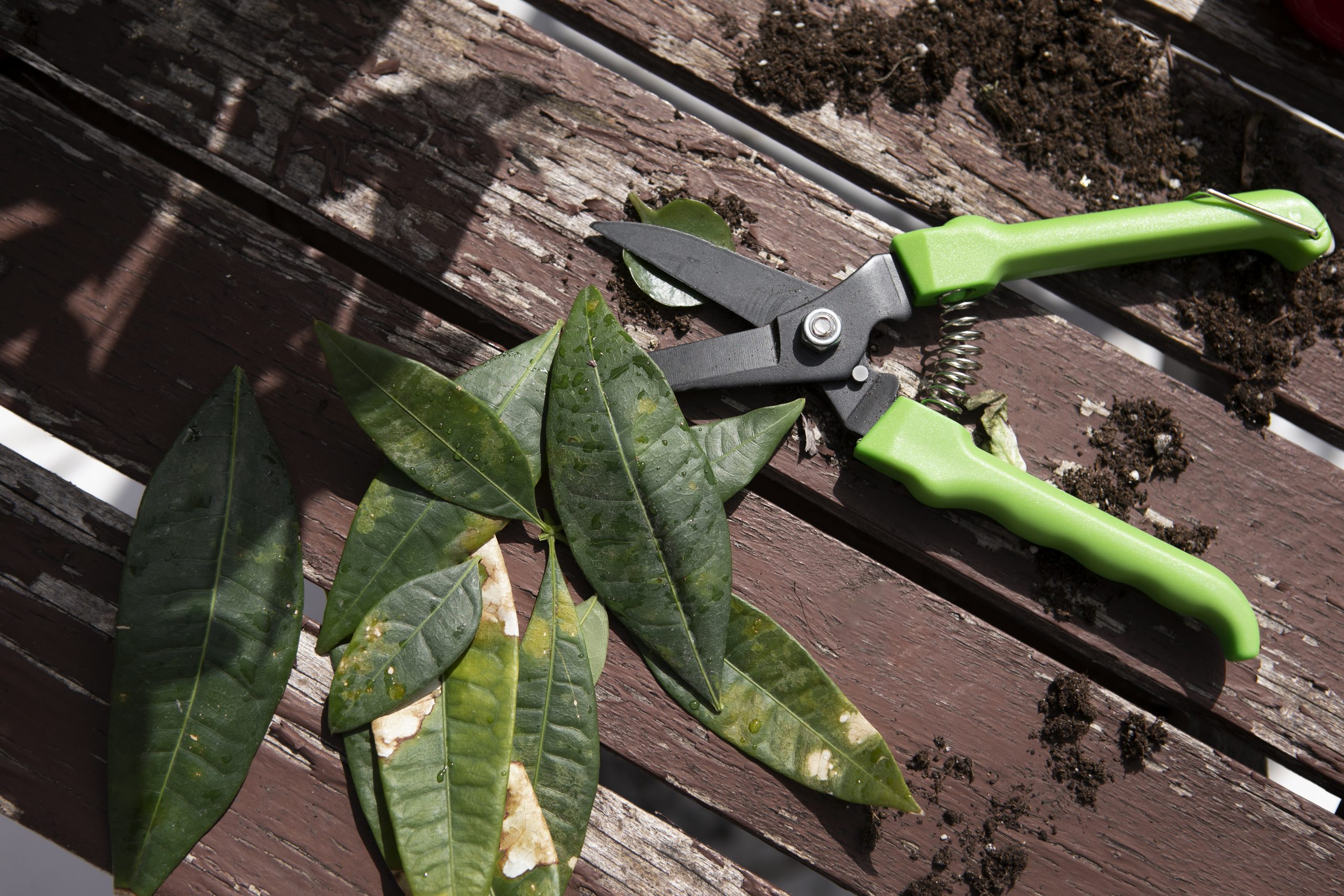 Cuándo y cómo podar plantas de interior